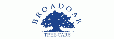 Website design Hampshire for Broadoak Tree care
