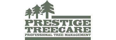 Website design Hampshire for Prestige Treecare